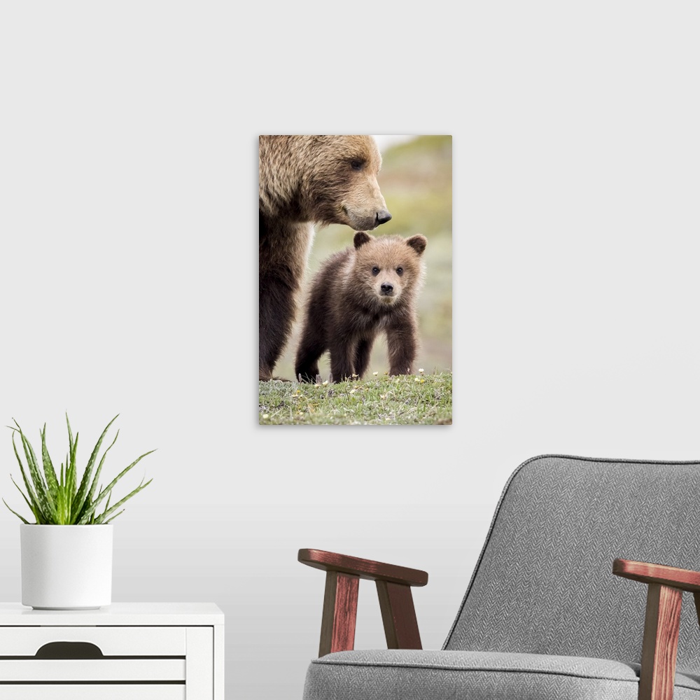 A modern room featuring Grizzly Cub With Mother Near The Park Road In Spring, Denali National Park, Interior Alaska, USA