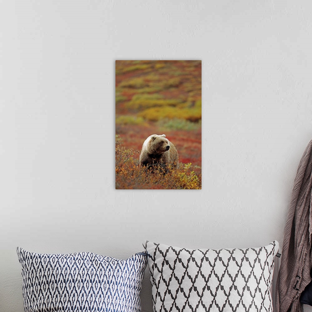 A bohemian room featuring Grizzly On Autumn Tundra, Highway Pass, Denali National Park, Alaska
