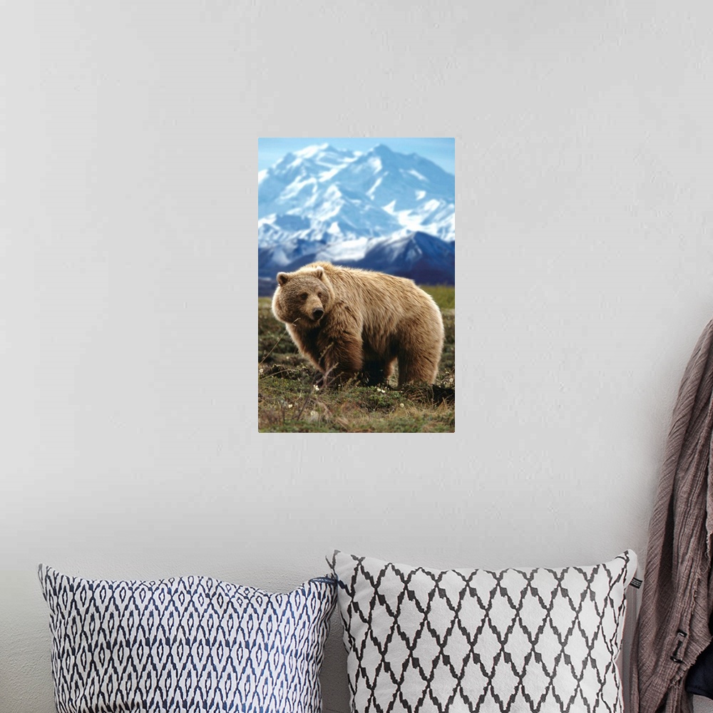 A bohemian room featuring Grizzly On Tundra Near Mount McKinley