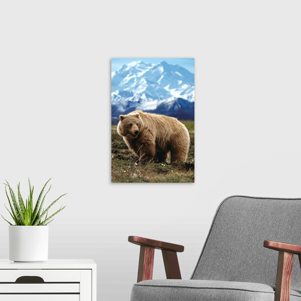A modern room featuring Grizzly On Tundra Near Mount McKinley