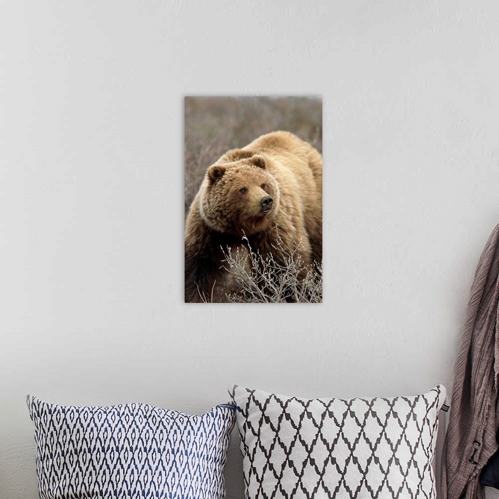 A bohemian room featuring A large brown bear is photographed while walking through dry brush.