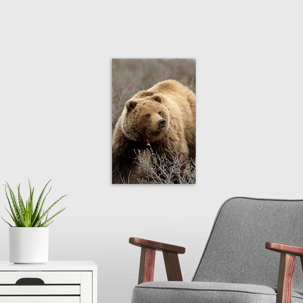 A modern room featuring A large brown bear is photographed while walking through dry brush.