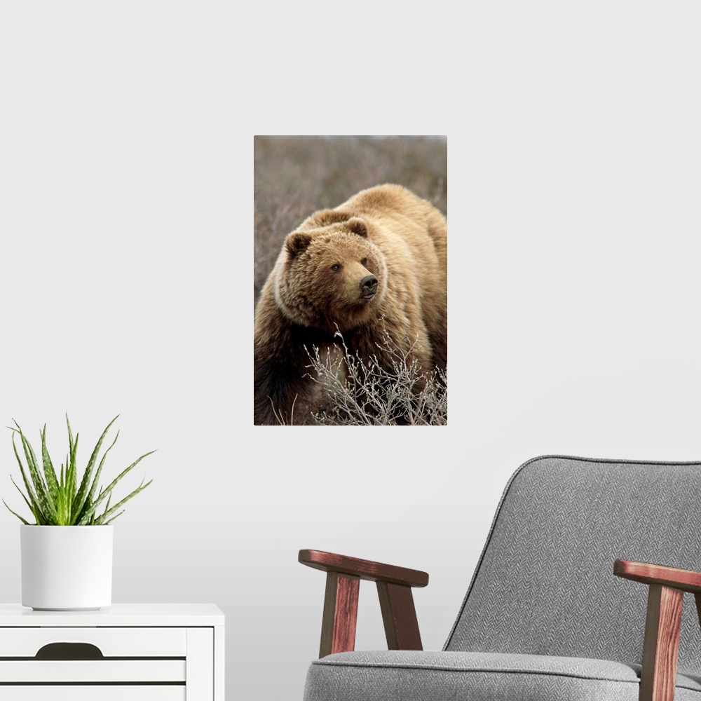 A modern room featuring A large brown bear is photographed while walking through dry brush.
