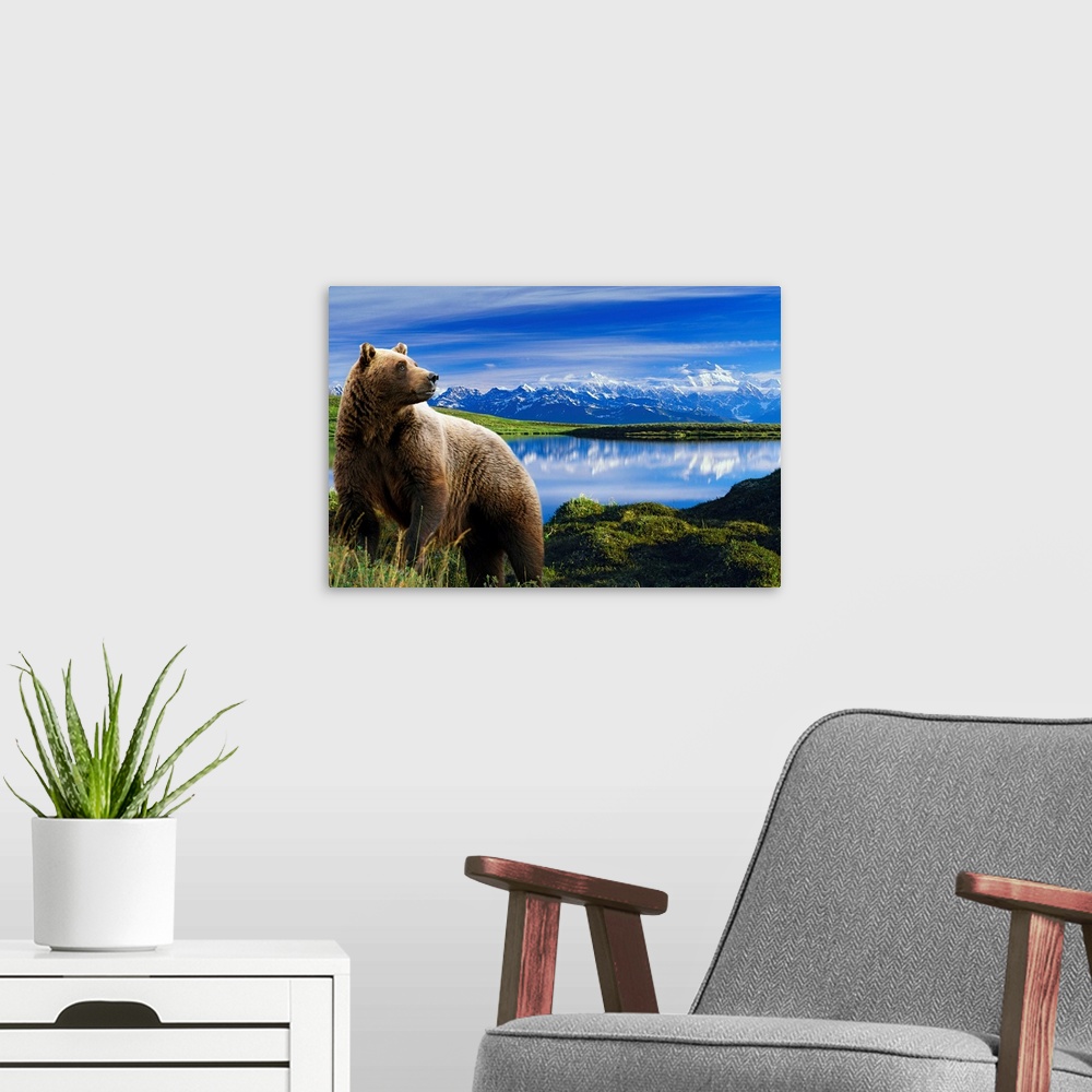 A modern room featuring Photograph showcases a large brown bear standing in front of a lake that is reflecting the snow c...