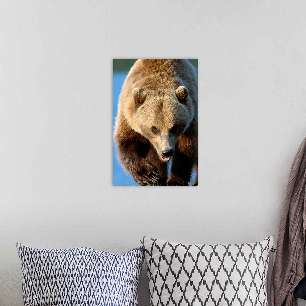 A bohemian room featuring Grizzly Walking Forward, Southcentral Alaska