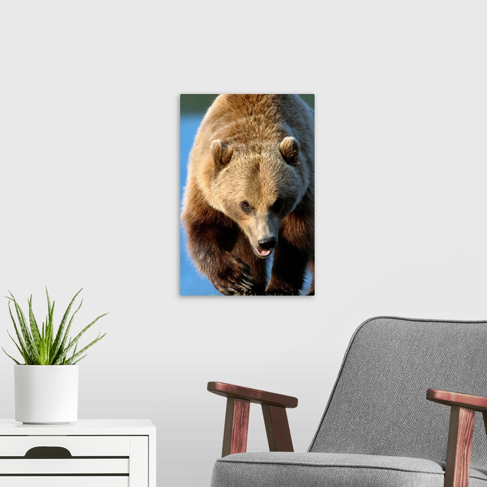 A modern room featuring Grizzly Walking Forward, Southcentral Alaska