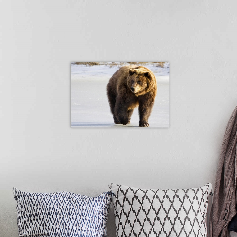 A bohemian room featuring Grizzly walking in snow at the Alaska Wildlife Conservation Center