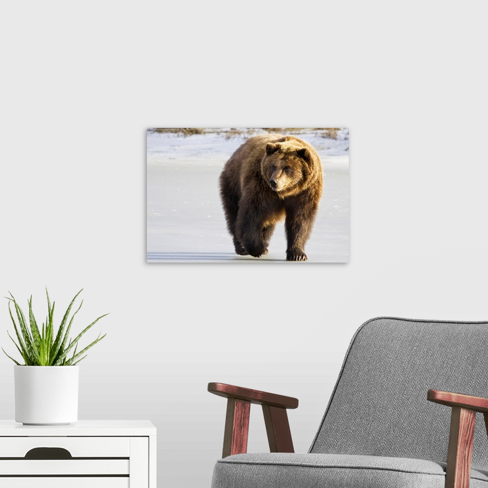 A modern room featuring Grizzly walking in snow at the Alaska Wildlife Conservation Center