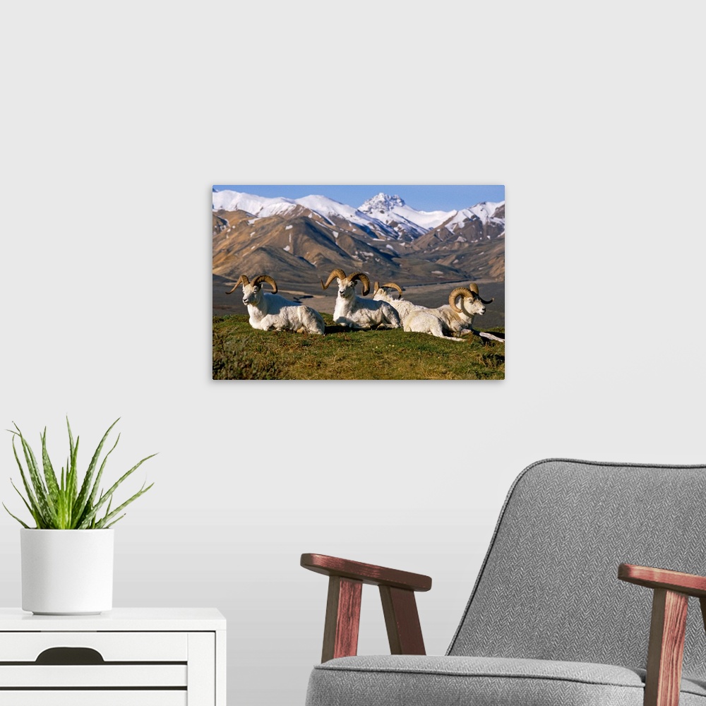 A modern room featuring Group of Dall Sheep Rams on Ridge Polychrome Pass IN AK Summer Denali NP