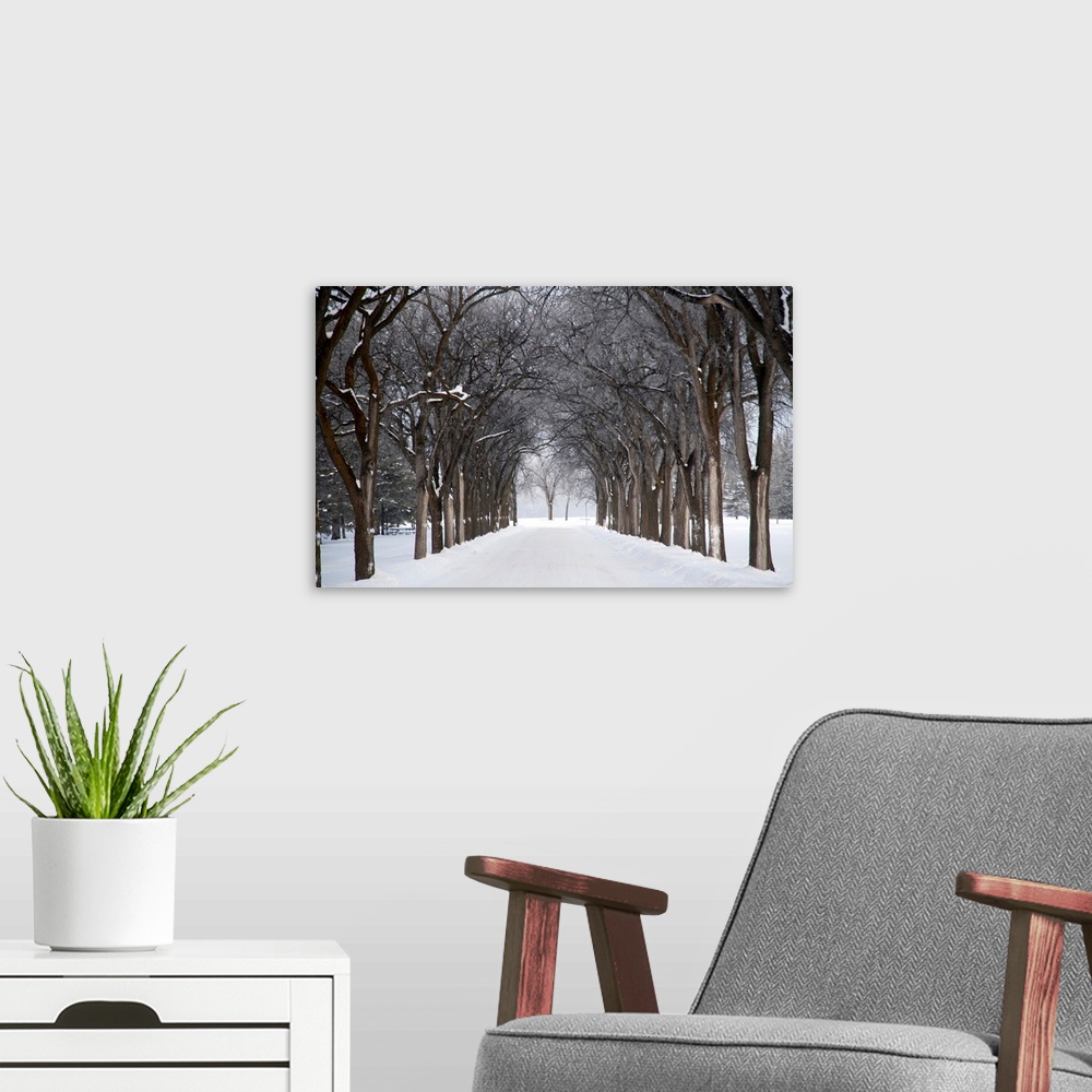 A modern room featuring Grove Of Trees In Winter Fog, Assiniboine Park, Winnipeg, Manitoba, Canada