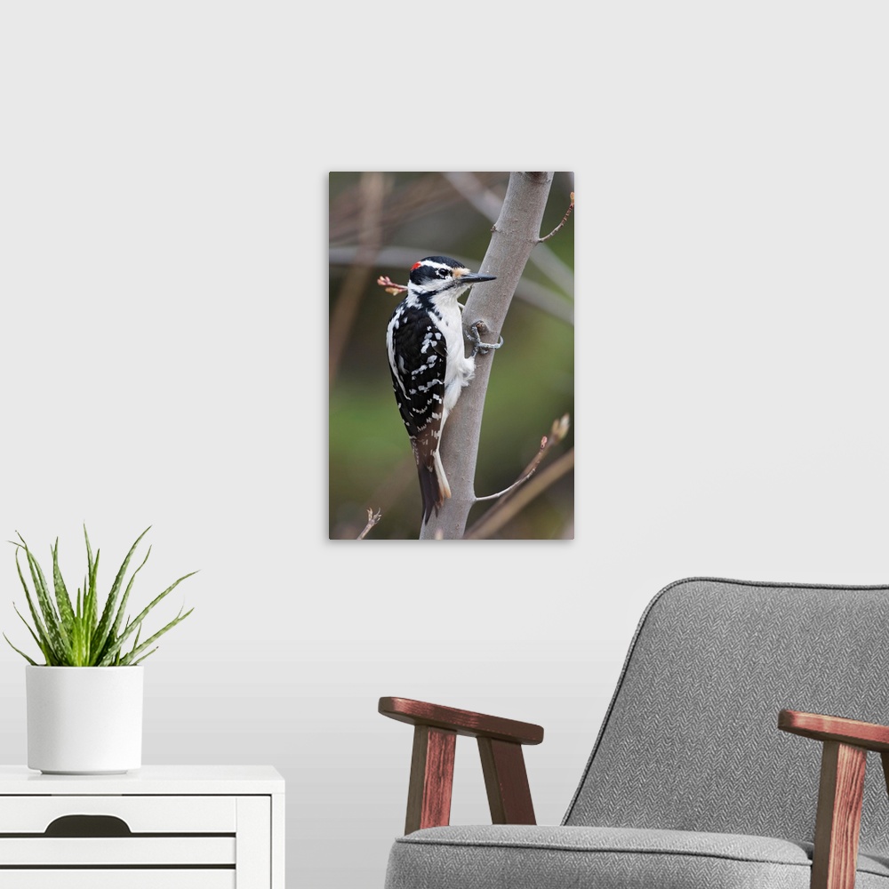 A modern room featuring Hairy Woodpecker Perched On Small Tree; Southeastern Ontario, Canada