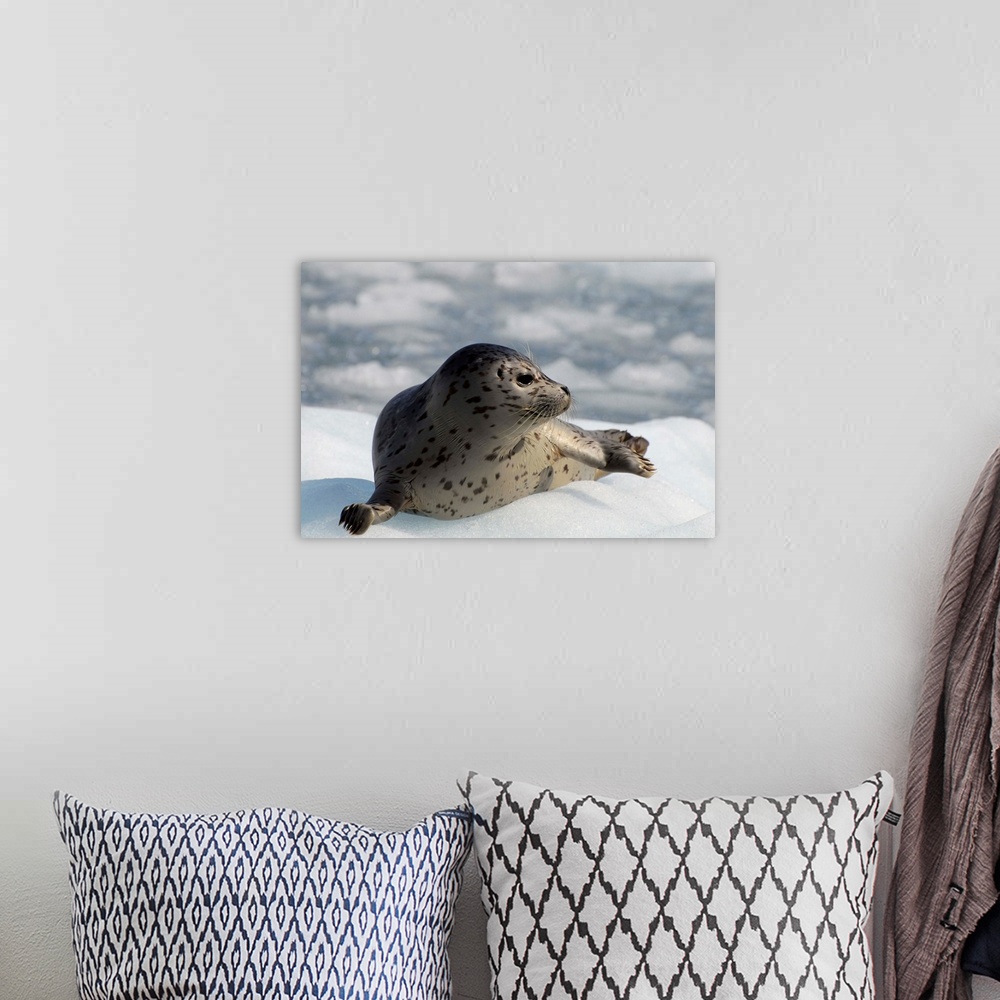 A bohemian room featuring Harbor seal lying on iceberg in Prince William Sound, Alaska