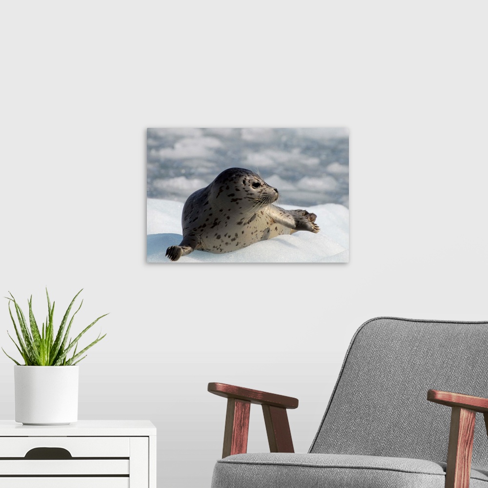 A modern room featuring Harbor seal lying on iceberg in Prince William Sound, Alaska