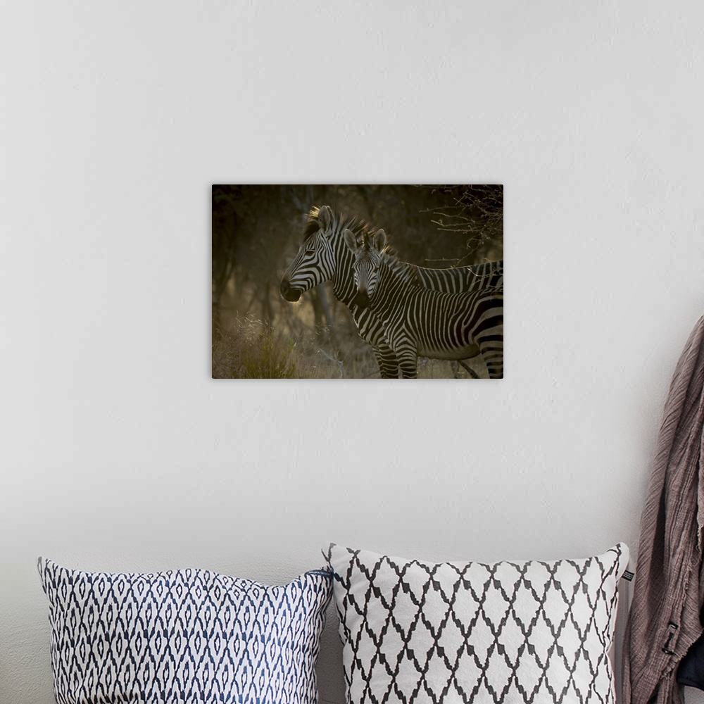 A bohemian room featuring Close-up of Hartmann mountain zebra with foal