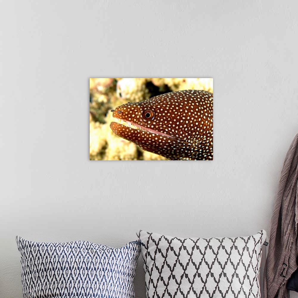 A bohemian room featuring Hawaii, A Whitemouth Moray Eel's (Gymnothorax Meleagris) Mouth
