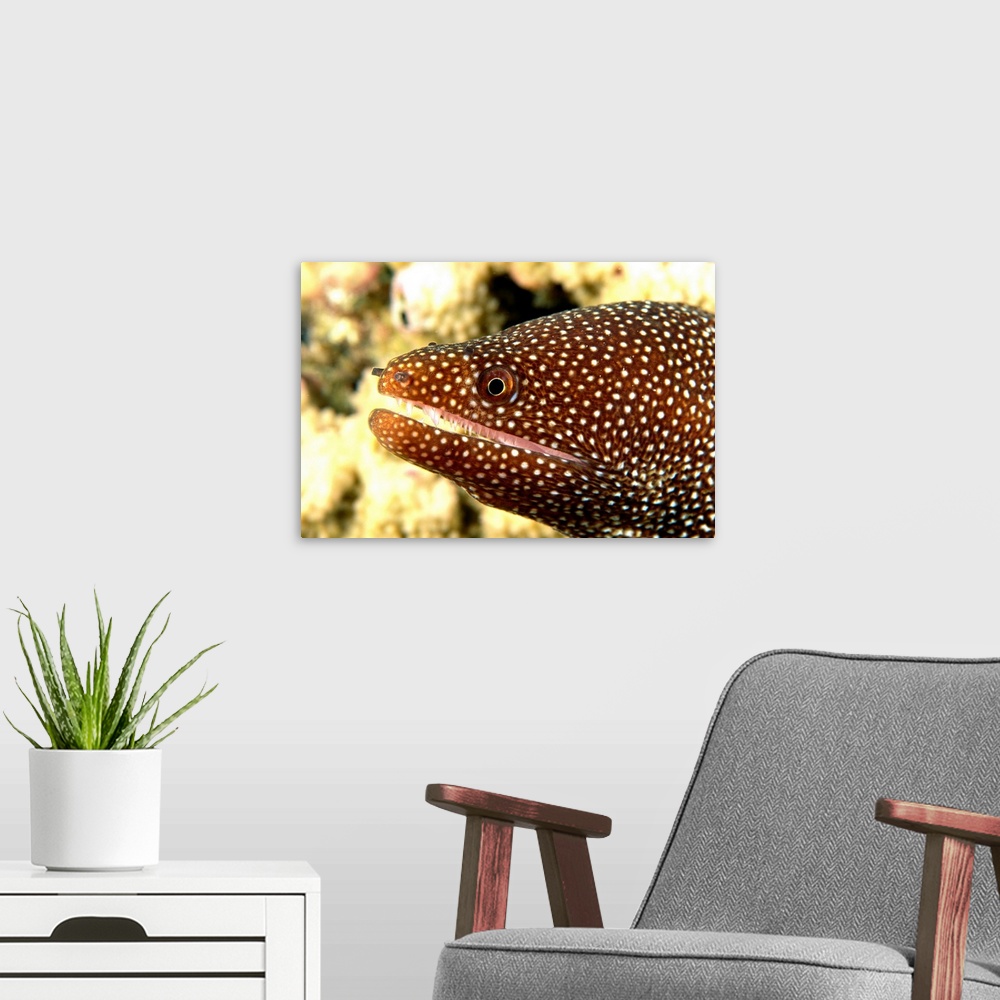 A modern room featuring Hawaii, A Whitemouth Moray Eel's (Gymnothorax Meleagris) Mouth