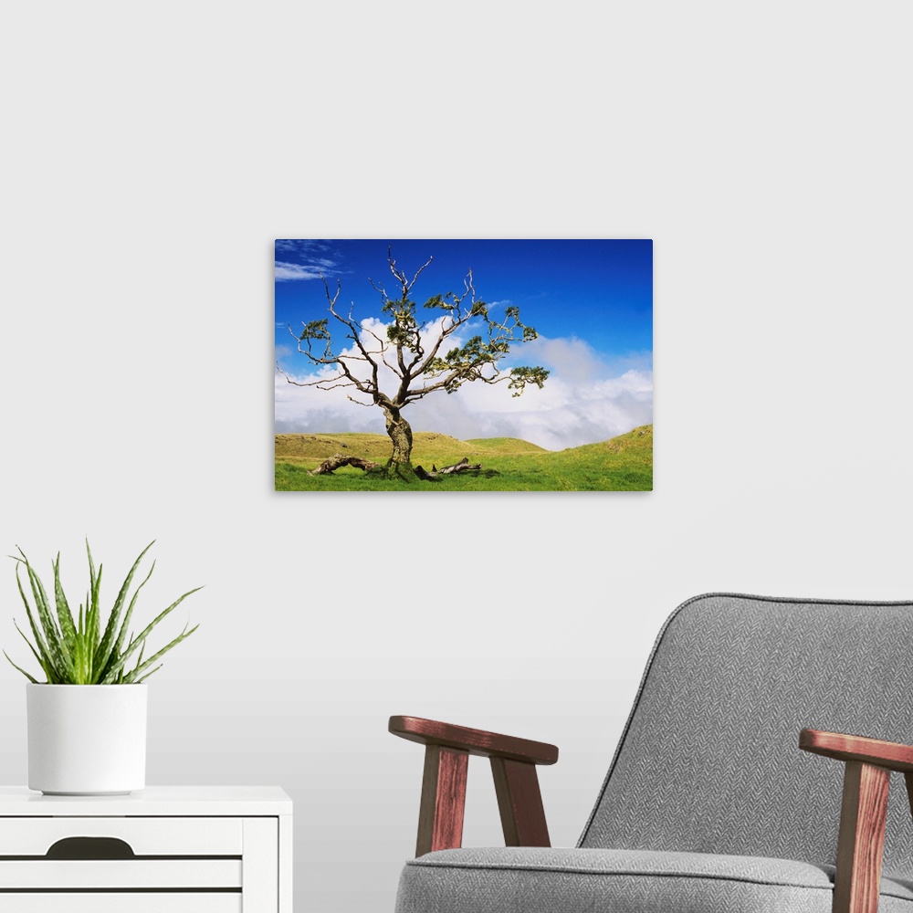 A modern room featuring Hawaii, Big Island, Koa Tree, Green Rolling Hills With Cloudy Sky