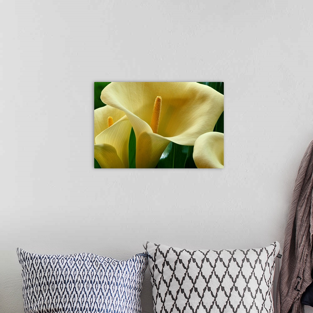 A bohemian room featuring Large calla lilies are photographed very closely to show the detail of the petals and center.
