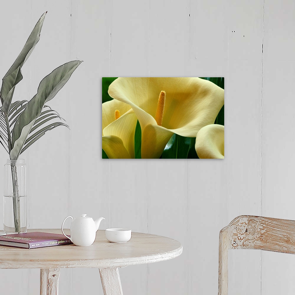 A farmhouse room featuring Large calla lilies are photographed very closely to show the detail of the petals and center.
