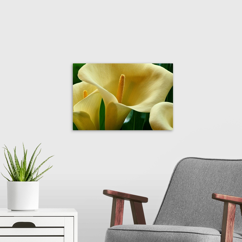 A modern room featuring Large calla lilies are photographed very closely to show the detail of the petals and center.