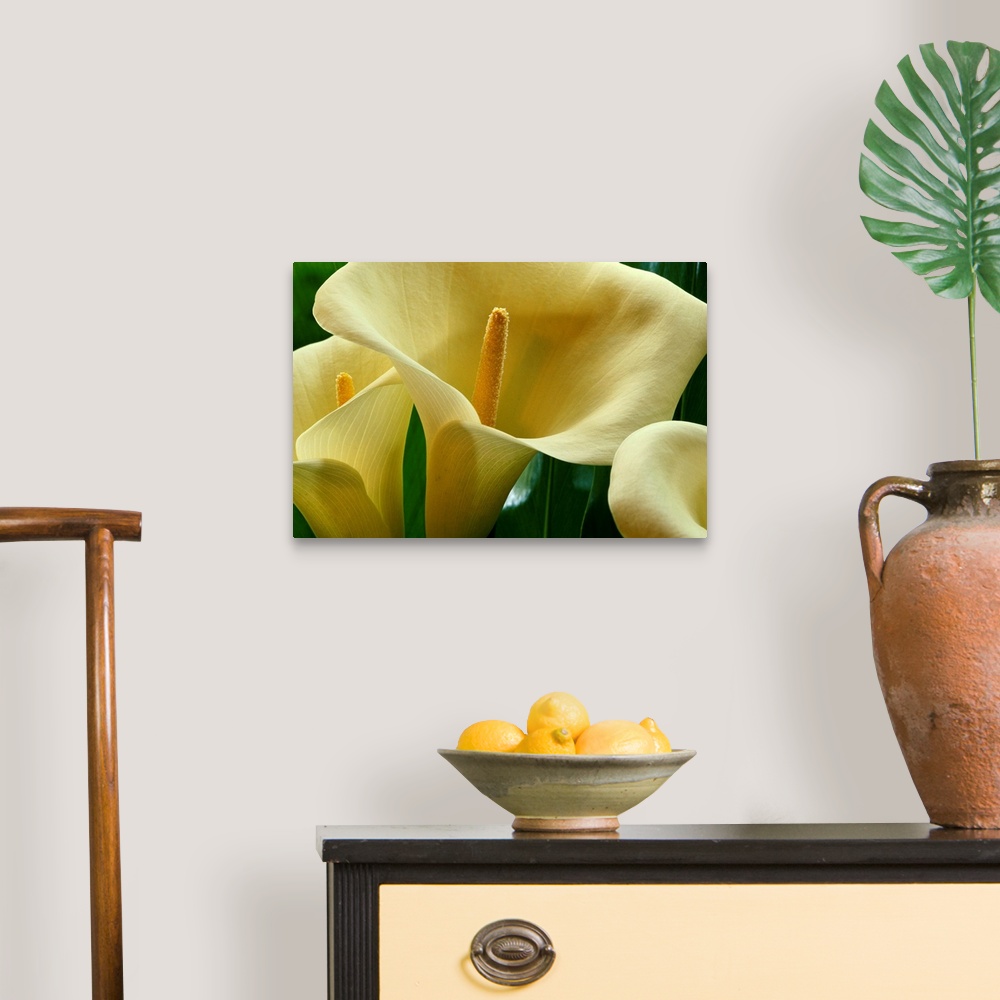 A traditional room featuring Large calla lilies are photographed very closely to show the detail of the petals and center.