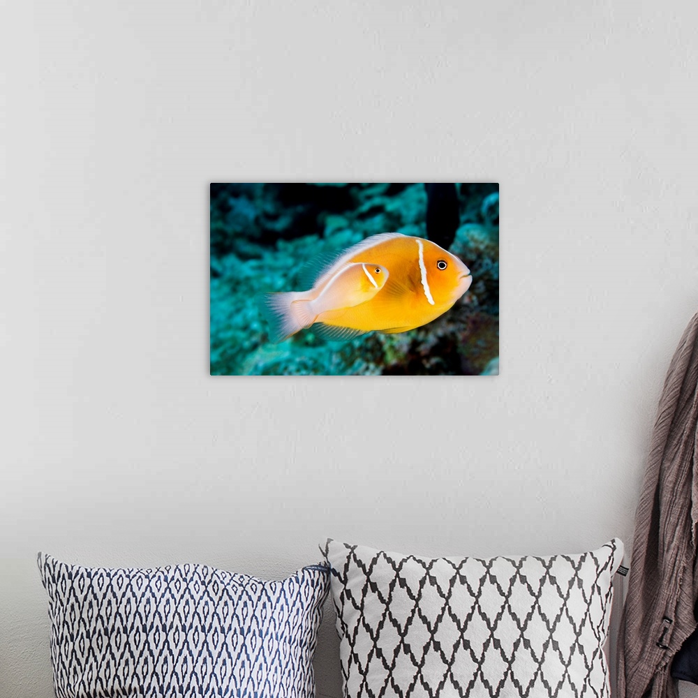 A bohemian room featuring Hawaii, Bright Orange Anemone Fish Swimming With New Baby Near Coral Reef