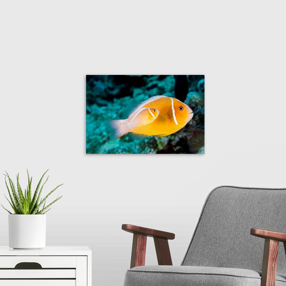 A modern room featuring Hawaii, Bright Orange Anemone Fish Swimming With New Baby Near Coral Reef