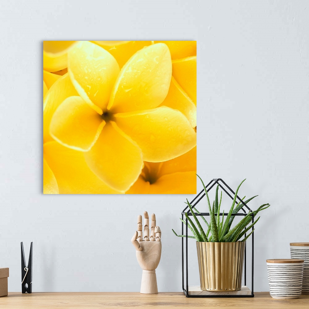 A bohemian room featuring Hawaii, Close-Up Detail Of Yellow Plumeria Flowers