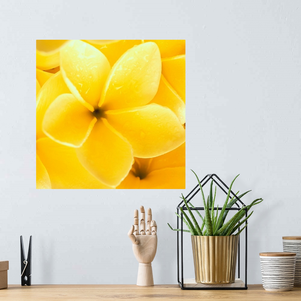 A bohemian room featuring Hawaii, Close-Up Detail Of Yellow Plumeria Flowers