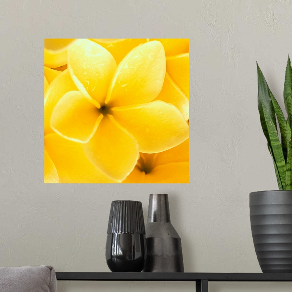A modern room featuring Hawaii, Close-Up Detail Of Yellow Plumeria Flowers