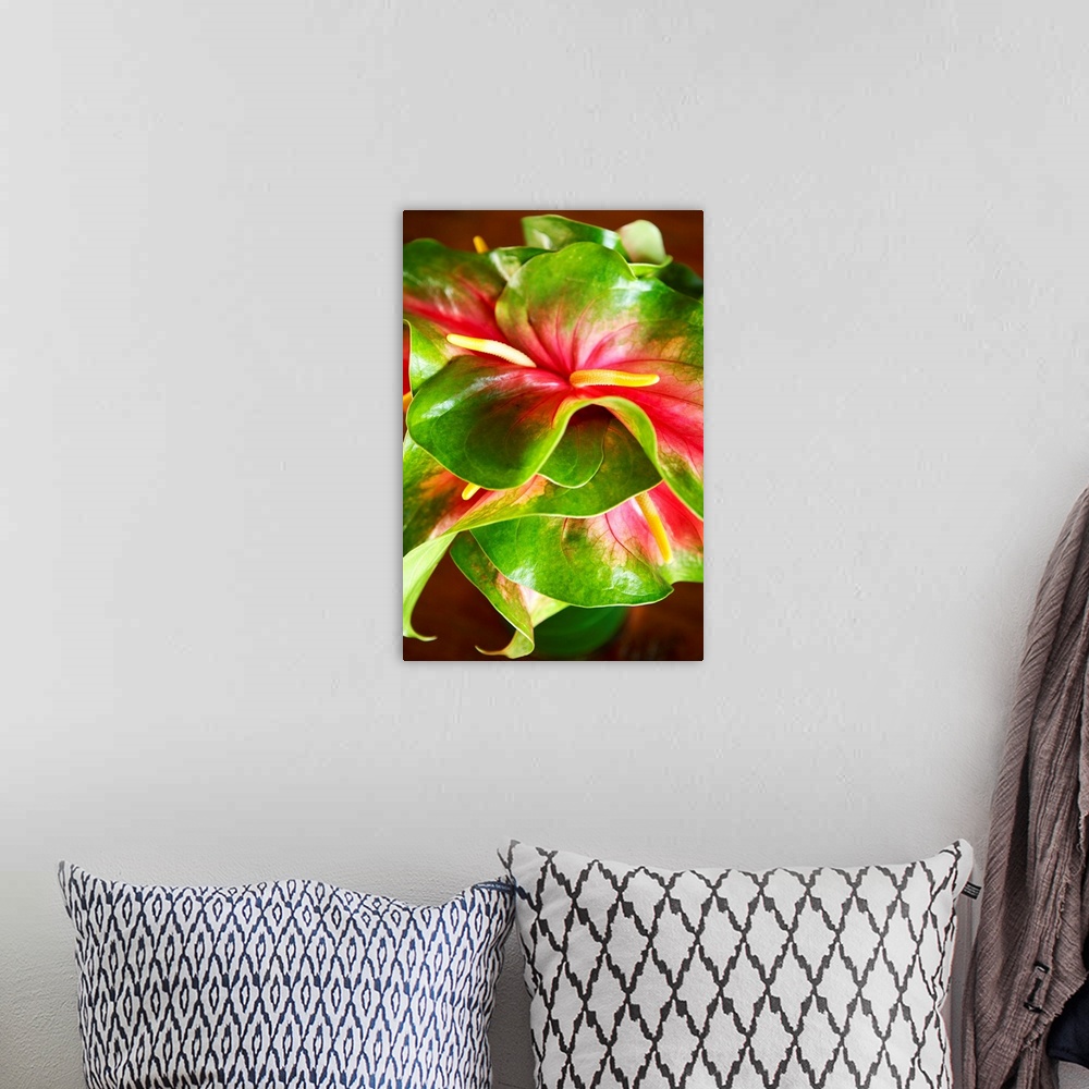 A bohemian room featuring Hawaii, Close-Up Of A Green And Red Anthurium