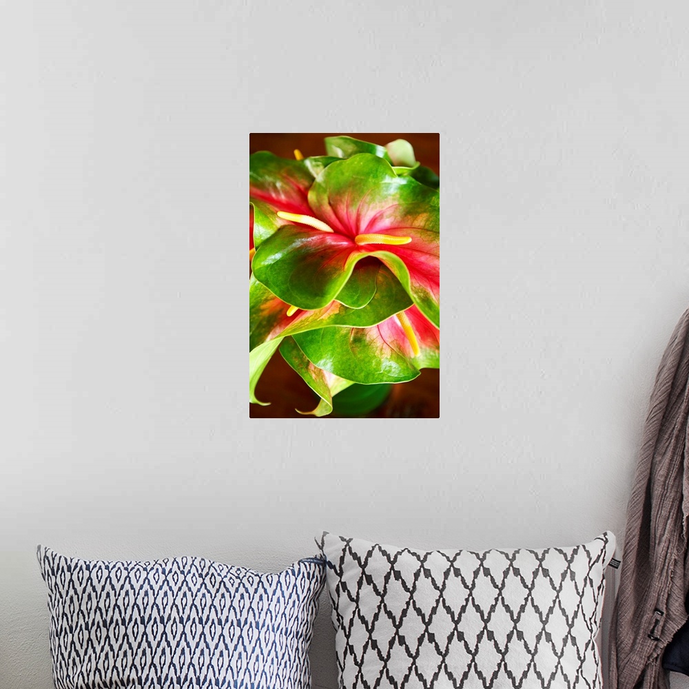 A bohemian room featuring Hawaii, Close-Up Of A Green And Red Anthurium
