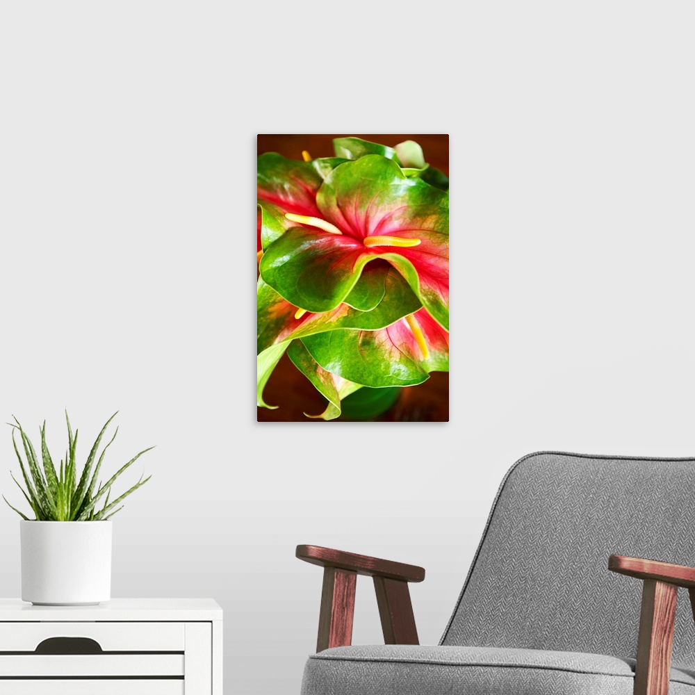 A modern room featuring Hawaii, Close-Up Of A Green And Red Anthurium