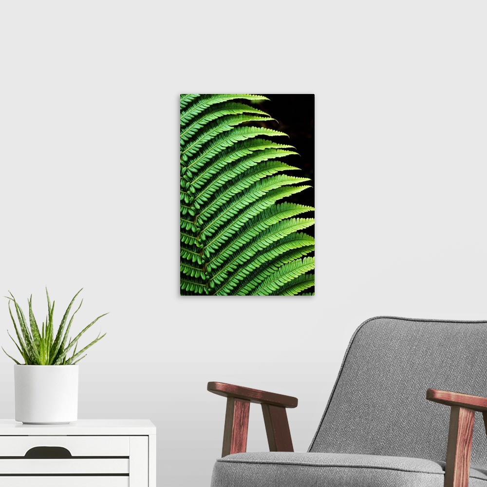A modern room featuring Hawaii, Close-Up Of Bright Green Ferns