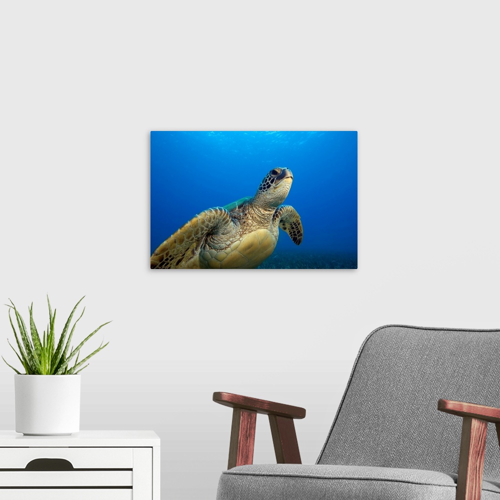 A modern room featuring Hawaii, Close-Up Of Green Sea Turtle Swimming Forward