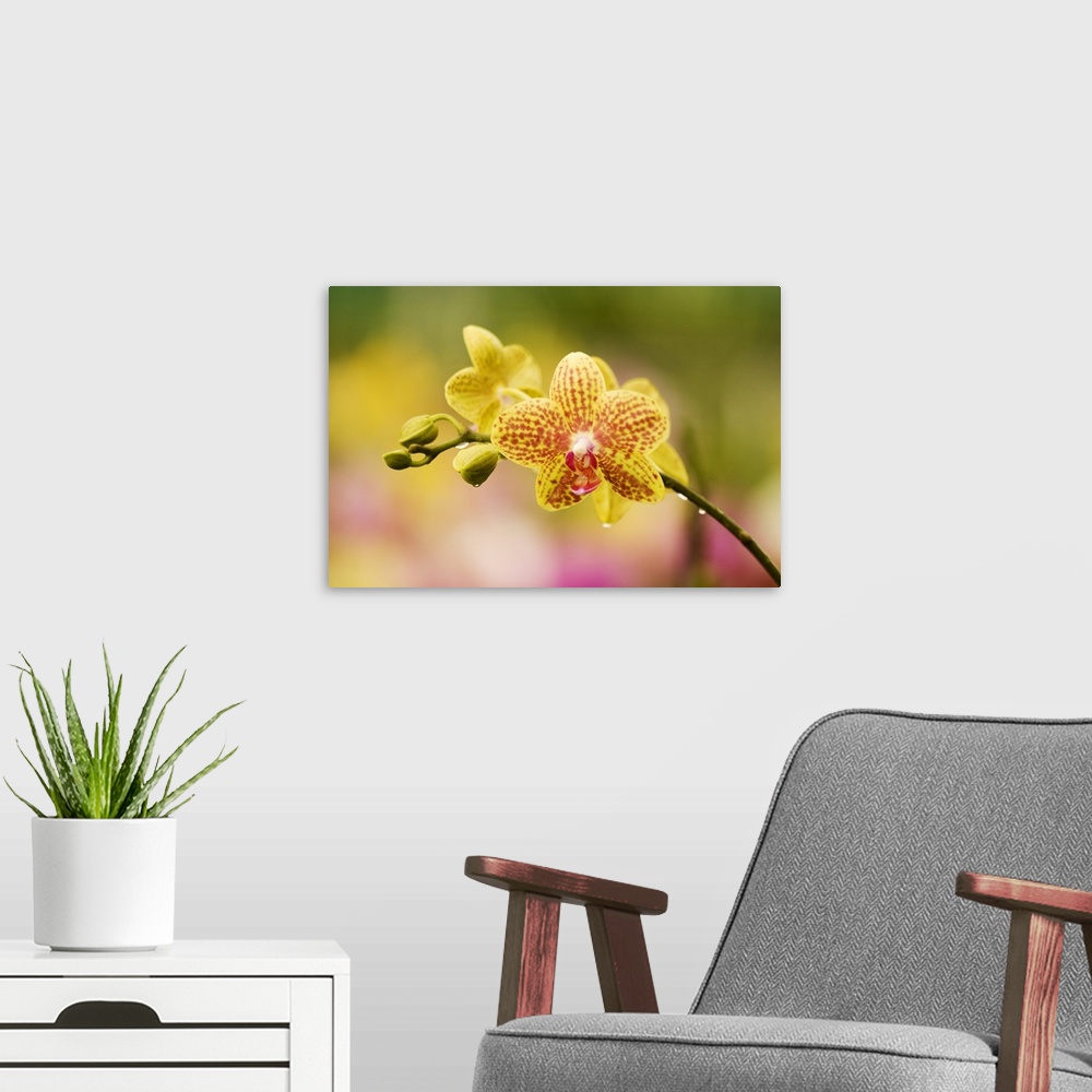 A modern room featuring Hawaii, Close-Up Of Yellow Spotted Orchids With Dewdrops