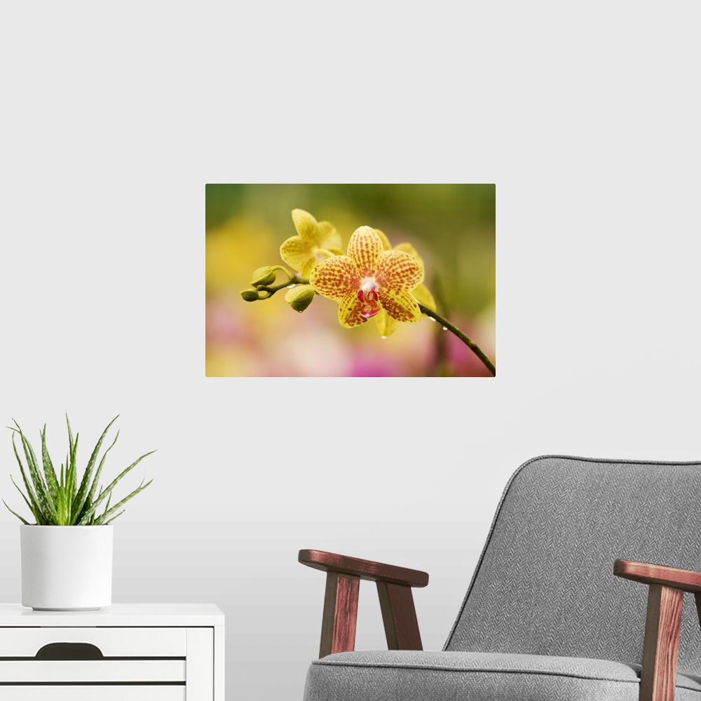 A modern room featuring Hawaii, Close-Up Of Yellow Spotted Orchids With Dewdrops