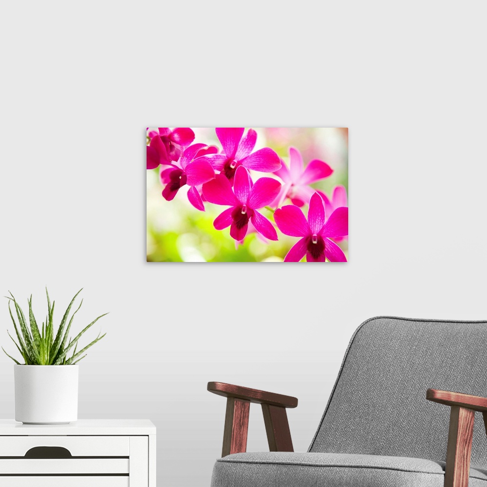 A modern room featuring Hawaii, Closeup Of Orchid Lei