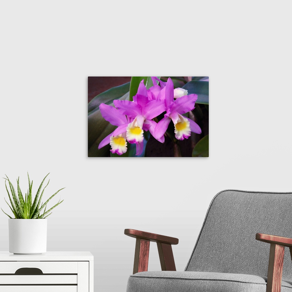 A modern room featuring Hawaii, Cluster Of Pink Cattleya Orchids