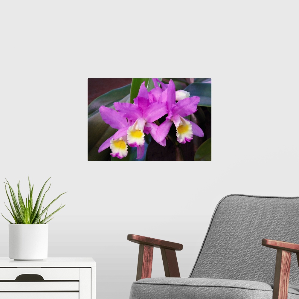A modern room featuring Hawaii, Cluster Of Pink Cattleya Orchids
