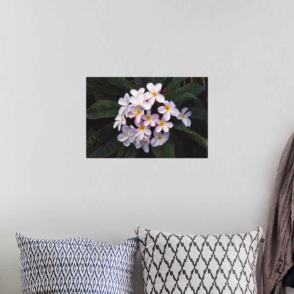 A bohemian room featuring Hawaii, Cluster Of White Plumeria Flowers On Tree