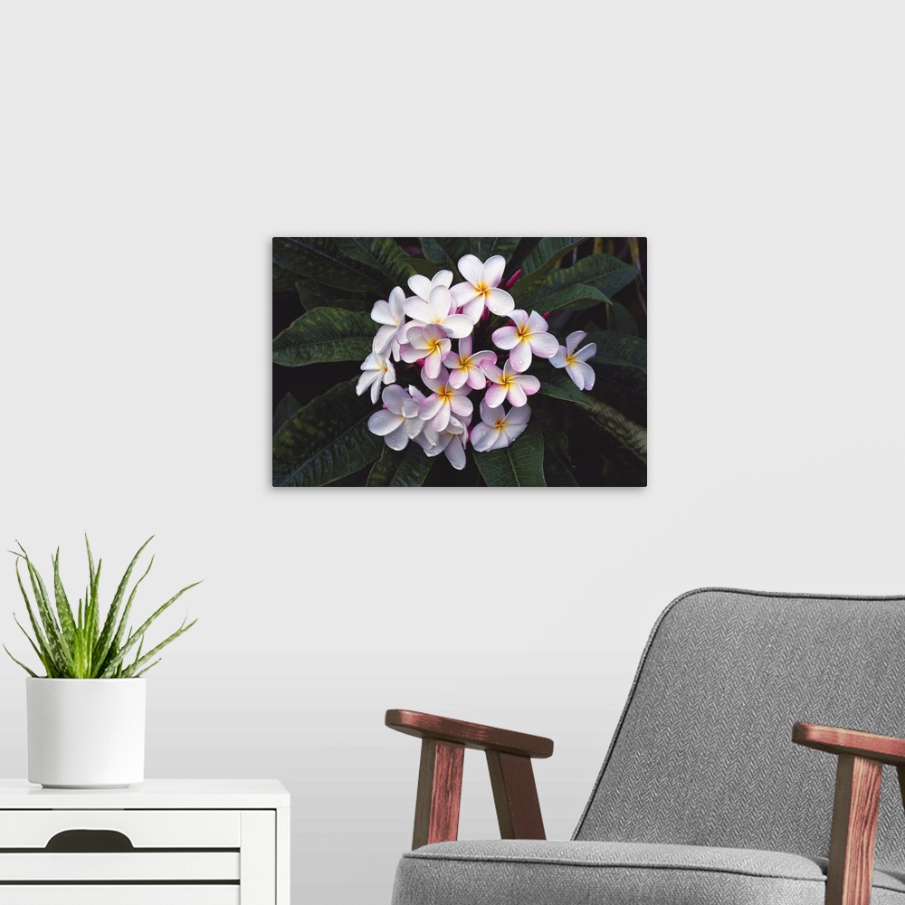 A modern room featuring Hawaii, Cluster Of White Plumeria Flowers On Tree