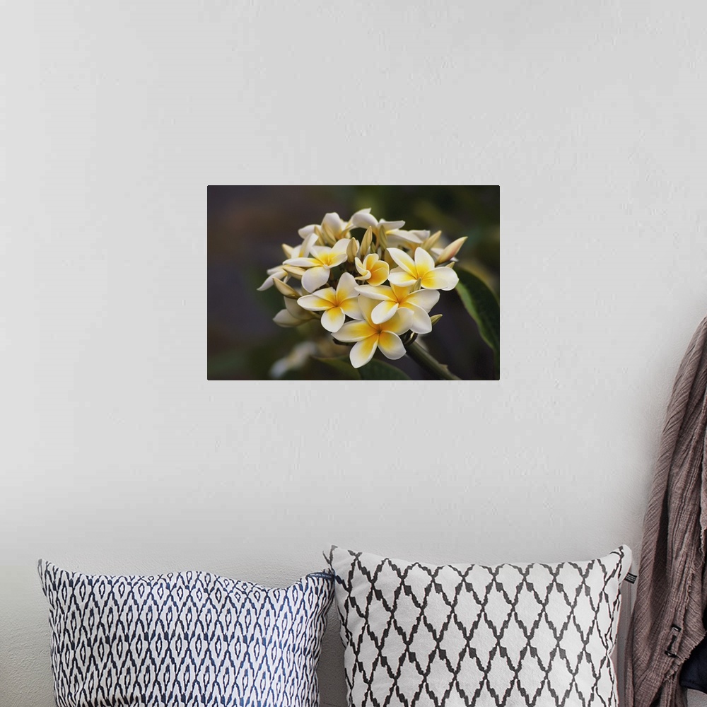 A bohemian room featuring Hawaii, Cluster Of White Plumeria (Frangipani) Flowers On Tree