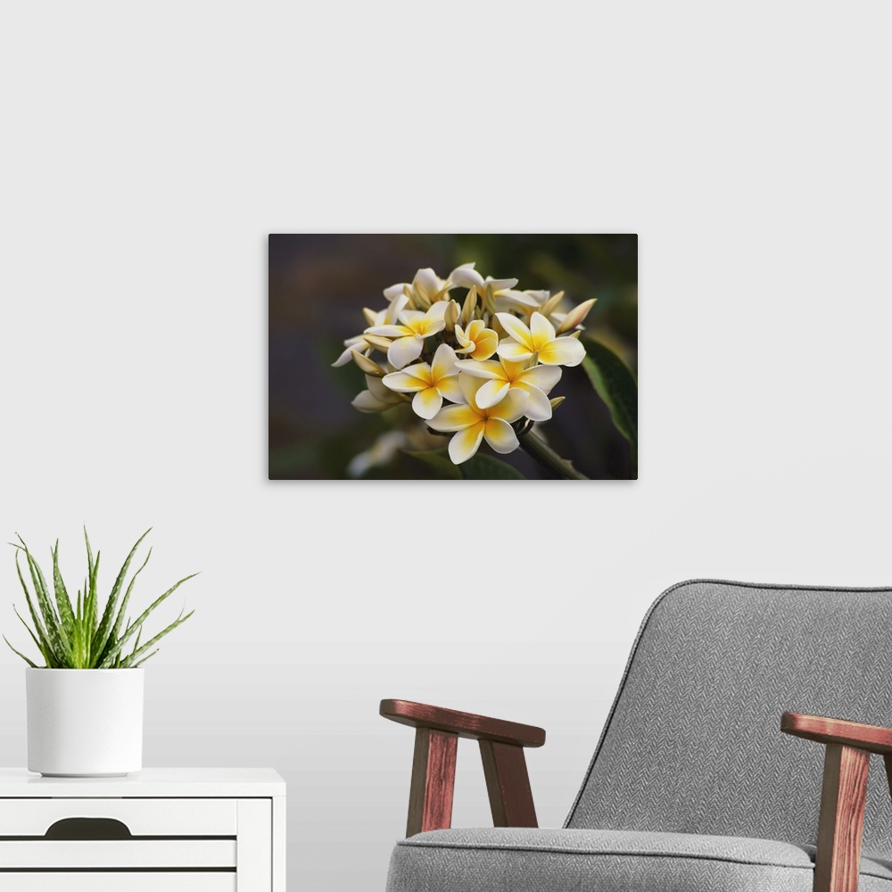 A modern room featuring Hawaii, Cluster Of White Plumeria (Frangipani) Flowers On Tree