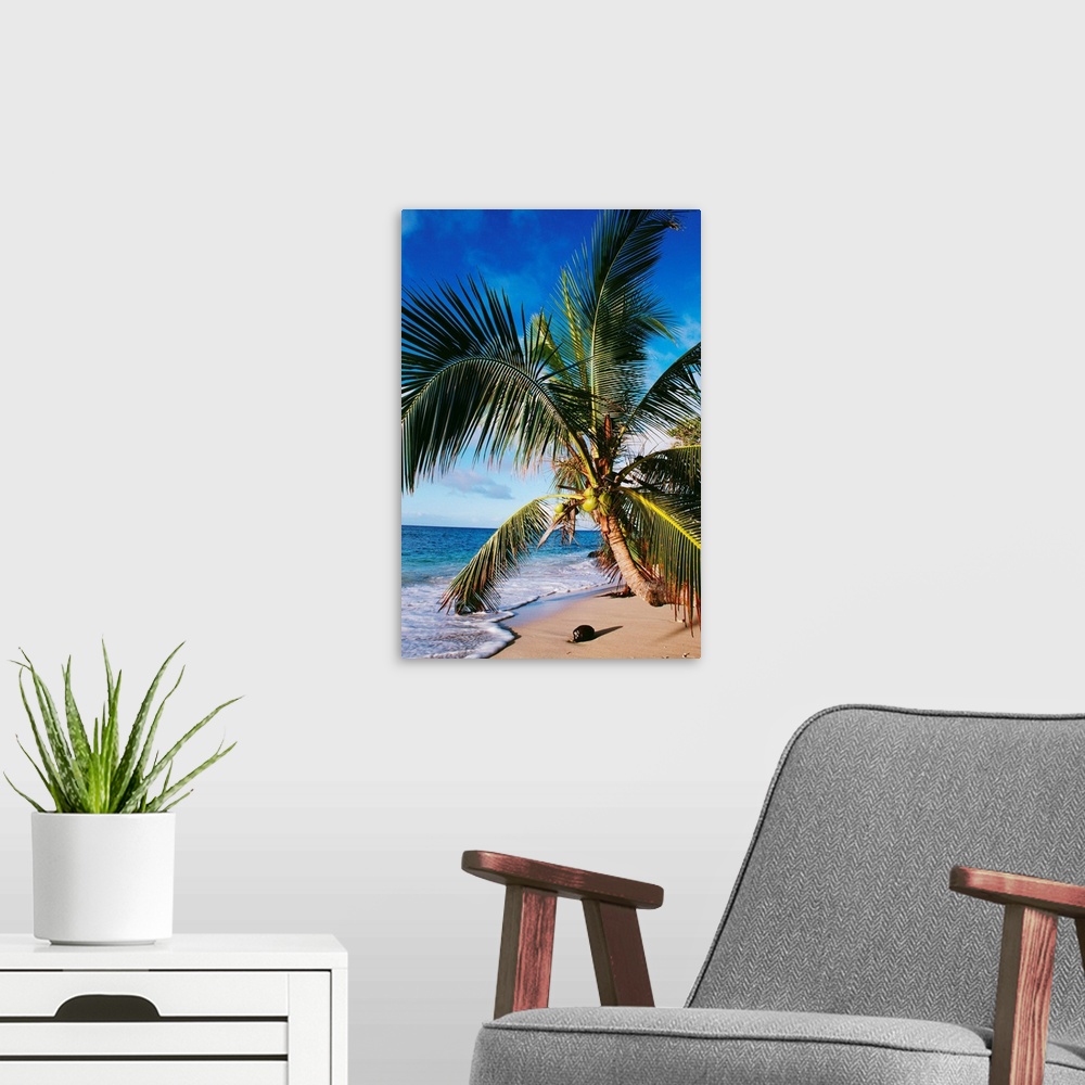 A modern room featuring Hawaii, Coconut Laying On A Sandy Tropical Beach Beneath A Palm Tree