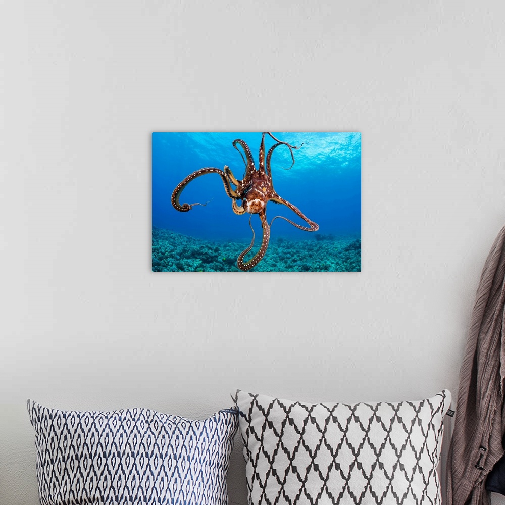 A bohemian room featuring Hawaii, Day Octopus