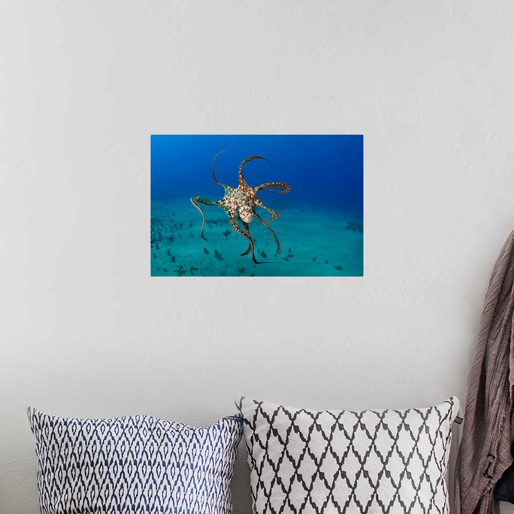 A bohemian room featuring Hawaii, Day Octopus (Octopus Cyanea)