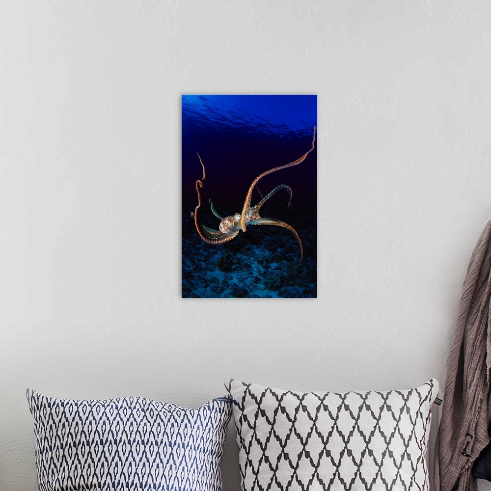 A bohemian room featuring Hawaii, Day Octopus (Octopus Cyanea) Dark Blue Water, Near Ocean Floor