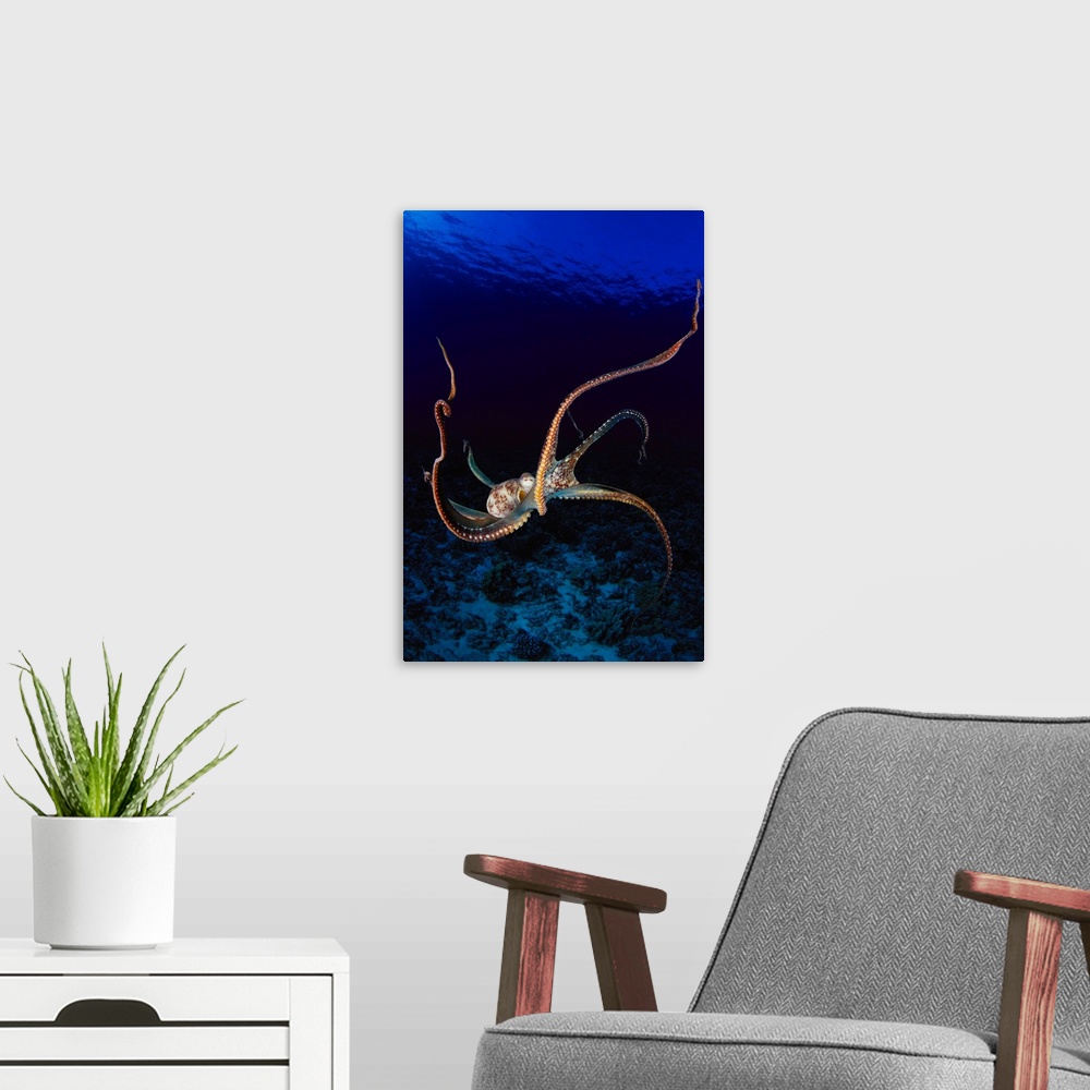A modern room featuring Hawaii, Day Octopus (Octopus Cyanea) Dark Blue Water, Near Ocean Floor