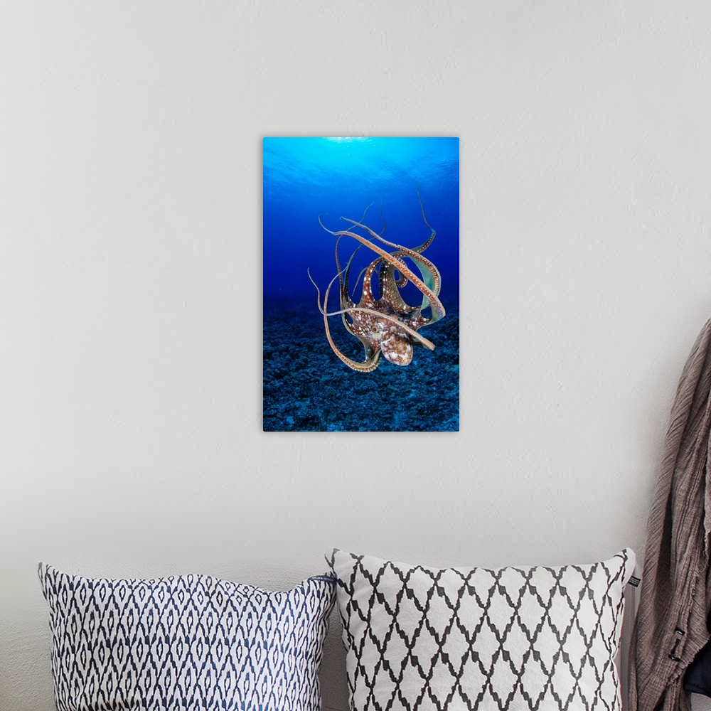 A bohemian room featuring Hawaii, Day Octopus (Octopus Cyanea) Floating To Reef Bottom